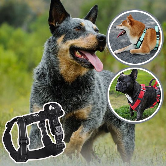 HARNAIS CHIEN | ANTI ÉTRANGLEMENT™ - Chien - enchante