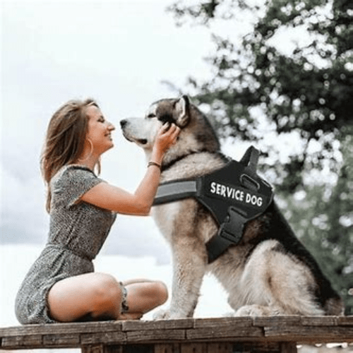 HARNAIS CHIEN ANTI TRACTION | SAFETY ONE™ - Chien - enchante