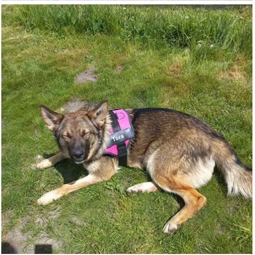 HARNAIS CHIEN ANTI TRACTION | SAFETY ONE™ - Chien - enchante