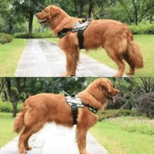 HARNAIS CHIEN ANTI TRACTION | SAFETY ONE™ - Chien - enchante