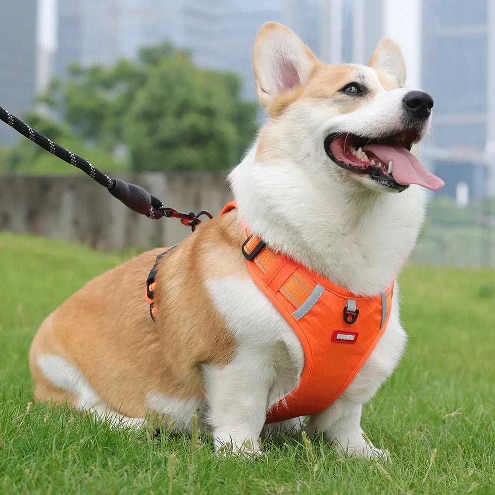 HARNAIS CHIEN ANTI TRACTION | SAFETY WALK ™ - Chien - enchante
