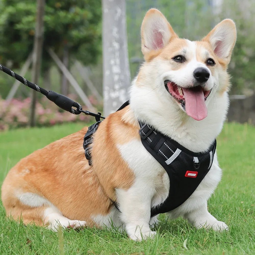 HARNAIS CHIEN ANTI TRACTION | SAFETY WALK ™ - Chien - enchante
