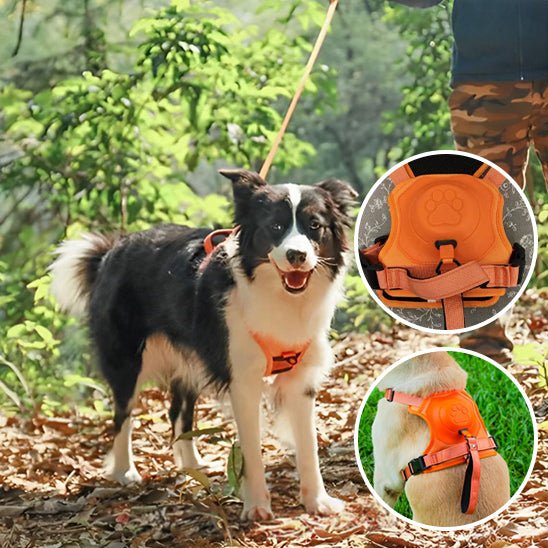 HARNAIS CHIEN ET LAISSE RÉTRACTABLE: LE DUO PARFAIT™ - Chien - enchante