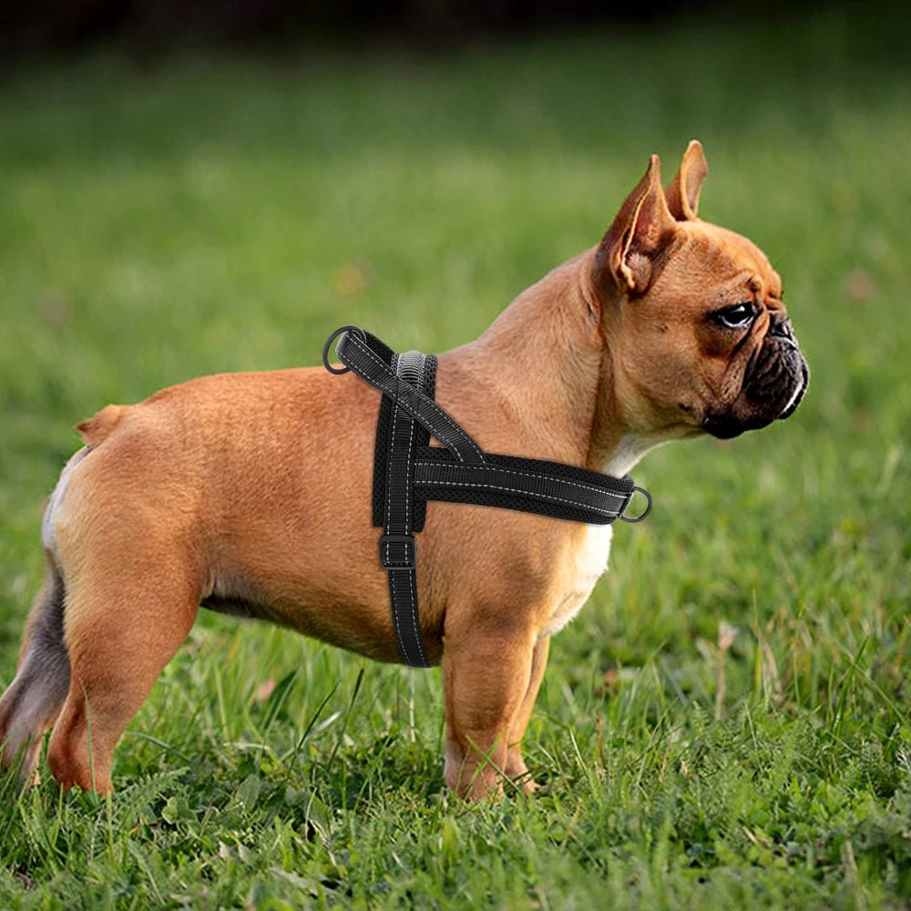 HARNAIS CHIEN REMBOURRÉ - Chien - enchante