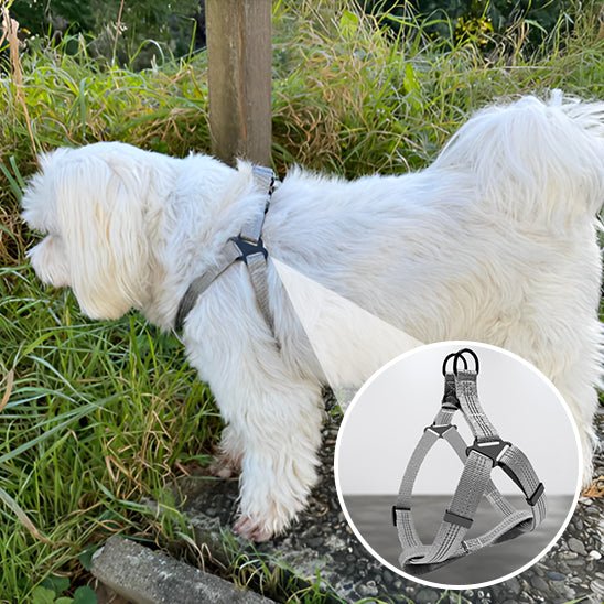 HARNAIS CHIEN | SWEET DOGGYâą - Chien - enchante