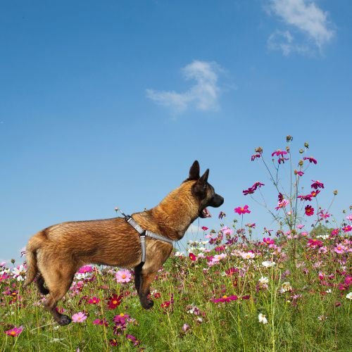 HARNAIS CHIEN | SWEET DOGGYâą - Chien - enchante
