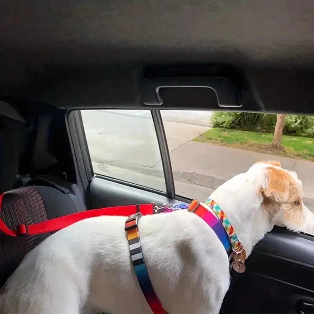 LAISSE CHIEN | SAFE SECURITY™ - Chien - enchante
