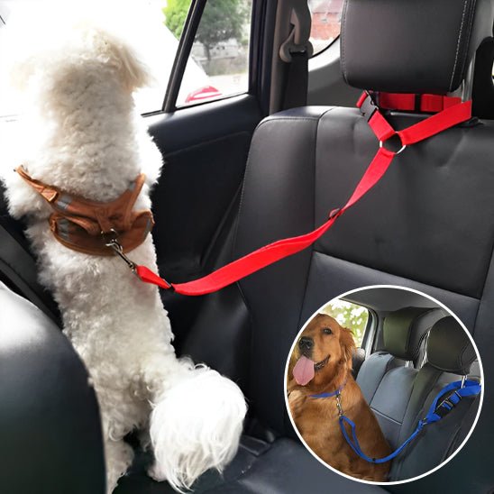 LAISSE CHIEN | SAFE SECURITY™ - Chien - enchante