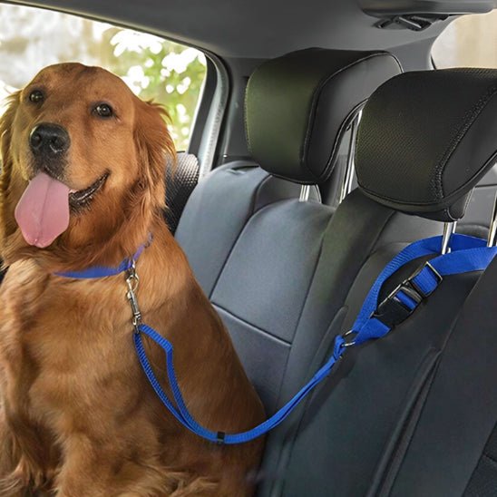 LAISSE CHIEN | SAFE SECURITY™ - Chien - enchante