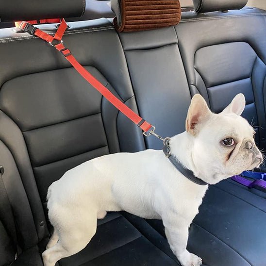 LAISSE CHIEN | SAFE SECURITY™ - Chien - enchante