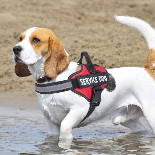 HARNAIS CHIEN ANTI TRACTION | SAFETY ONE™ - Chien - enchante