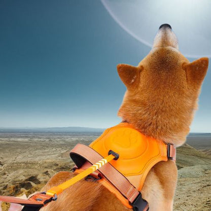 HARNAIS CHIEN ET LAISSE RÉTRACTABLE: LE DUO PARFAIT™ - Chien - enchante