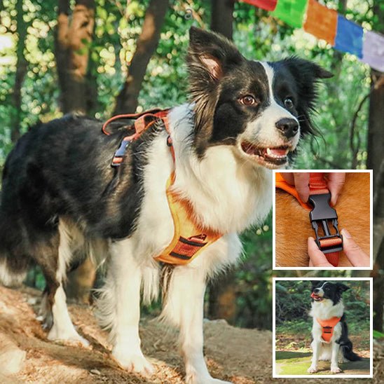HARNAIS CHIEN ET LAISSE RÉTRACTABLE: LE DUO PARFAIT™ - Chien - enchante