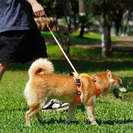 HARNAIS CHIEN ET LAISSE RÉTRACTABLE: LE DUO PARFAIT™ - Chien - enchante