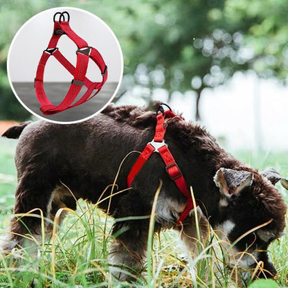 HARNAIS CHIEN | SWEET DOGGY™ - Chien - enchante