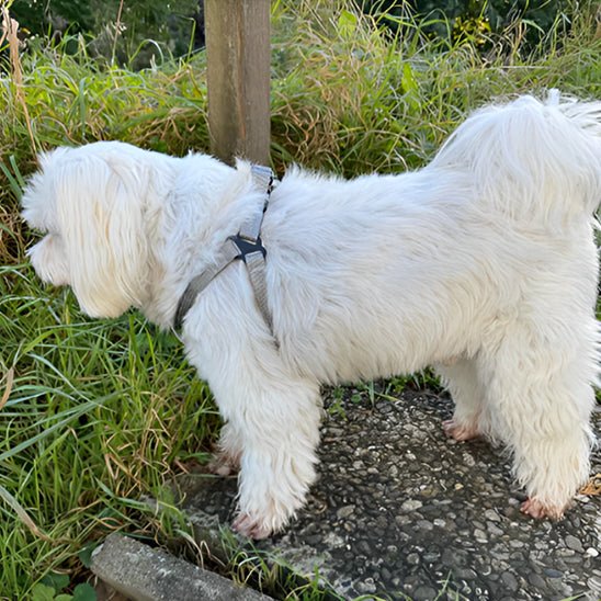 HARNAIS CHIEN | SWEET DOGGY™ - Chien - enchante