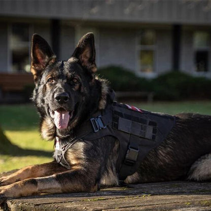 HARNAIS CHIEN | TACTICAL ONE™ - Chien - enchante