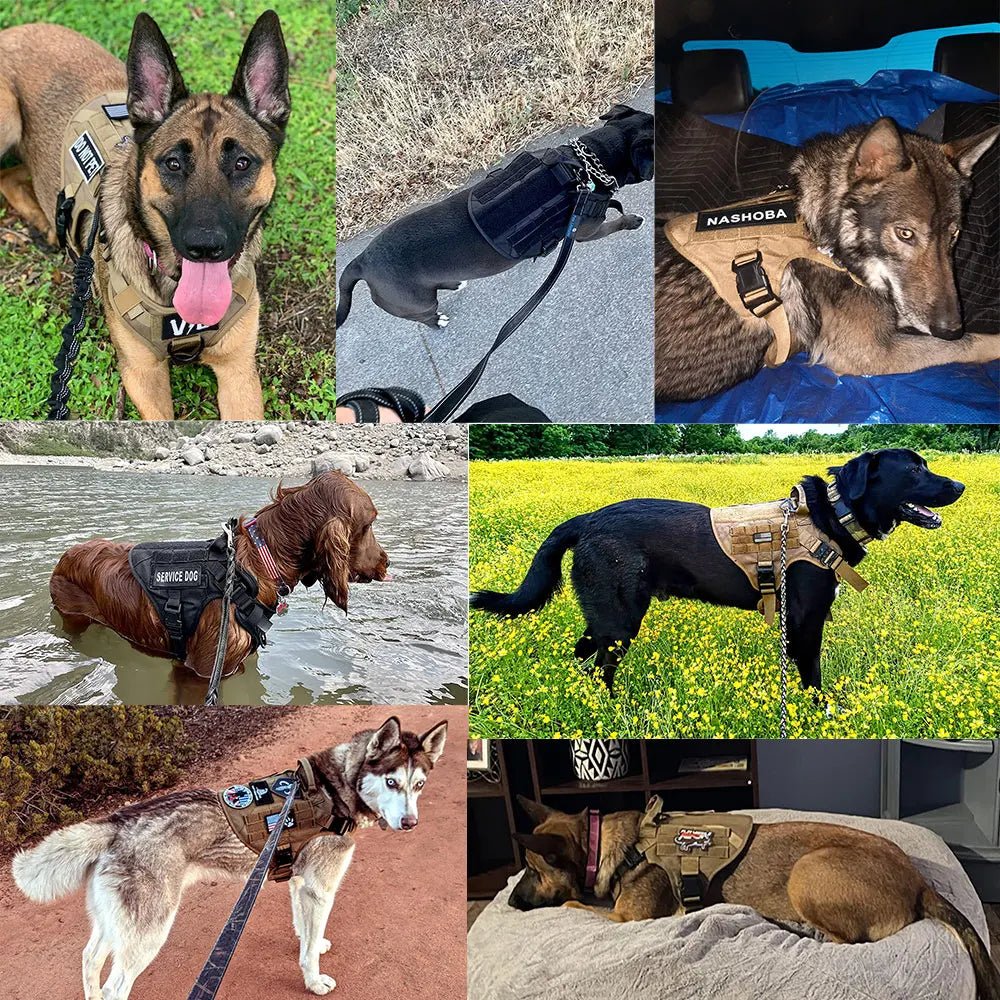 HARNAIS CHIEN | TACTICAL ONE™ - Chien - enchante
