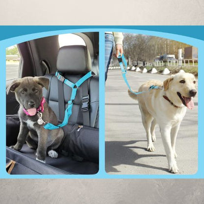 LAISSE CHIEN | SAFE SECURITY™ - Chien - enchante