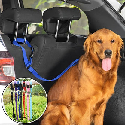 LAISSE CHIEN | SAFE SECURITY™ - Chien - enchante