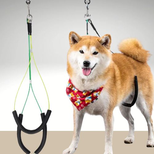 LAISSE CHIEN | TOILETTAGE™ - Chien - enchante