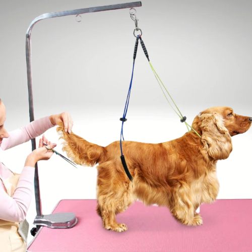 LAISSE CHIEN | TOILETTAGE™ - Chien - enchante